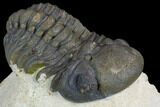 Detailed Reedops Trilobite - Atchana, Morocco #125196-3